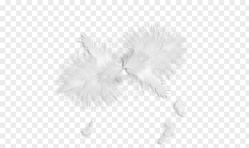 Feather White Clip Art PNG