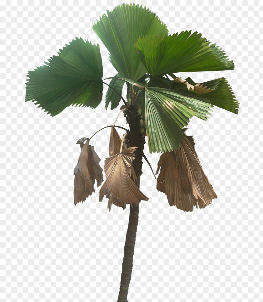 Plants Licuala Grandis Palm Trees Image PNG