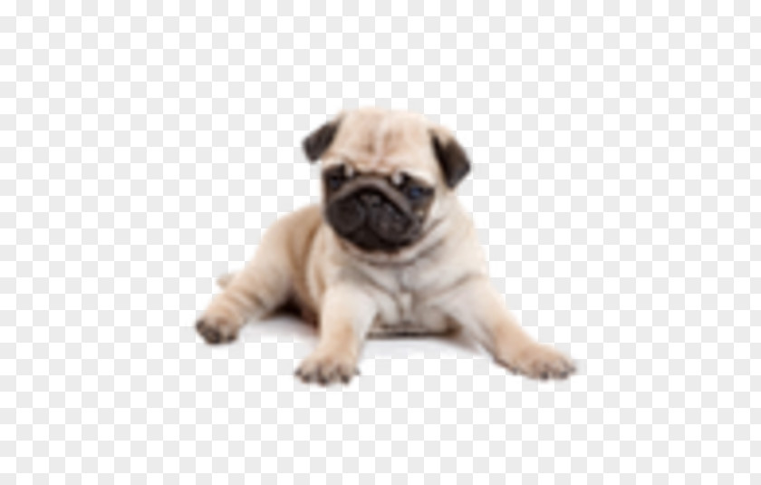 Puppy Pug Yorkshire Terrier Shih Tzu English Mastiff PNG