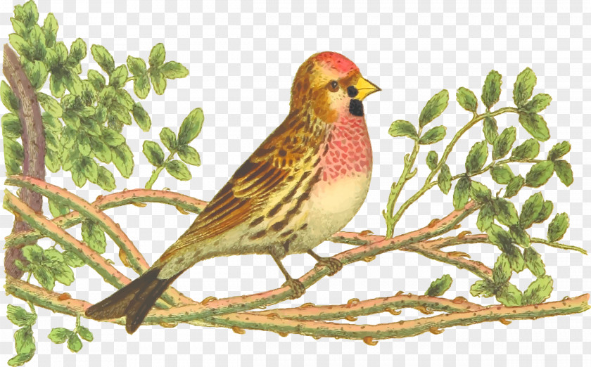 Bird Nest Ortolan Bunting Finch Drawing Clip Art PNG