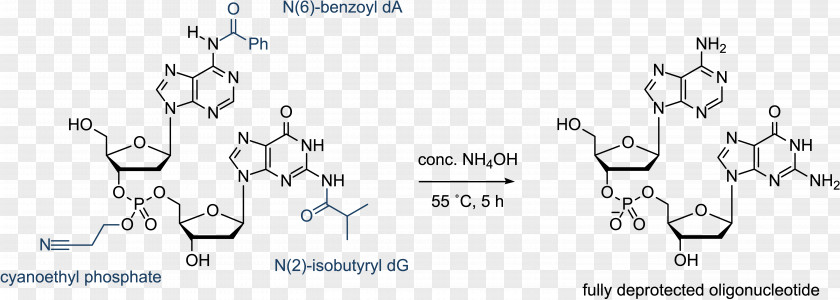 DNA Nucleic Acid Structure RNA Oligonucleotide Chemistry PNG