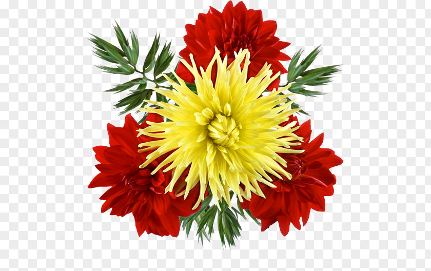 Flower Cut Flowers Chrysanthemum Clip Art PNG