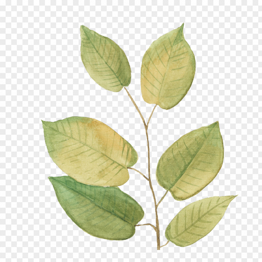 Leaf Plant Stem PNG