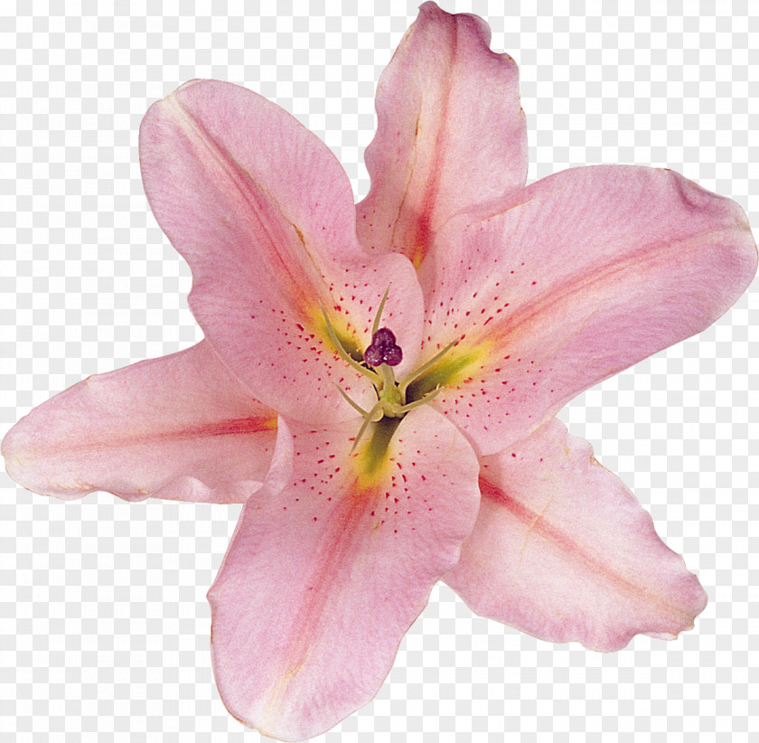 Lilium Flower PNG
