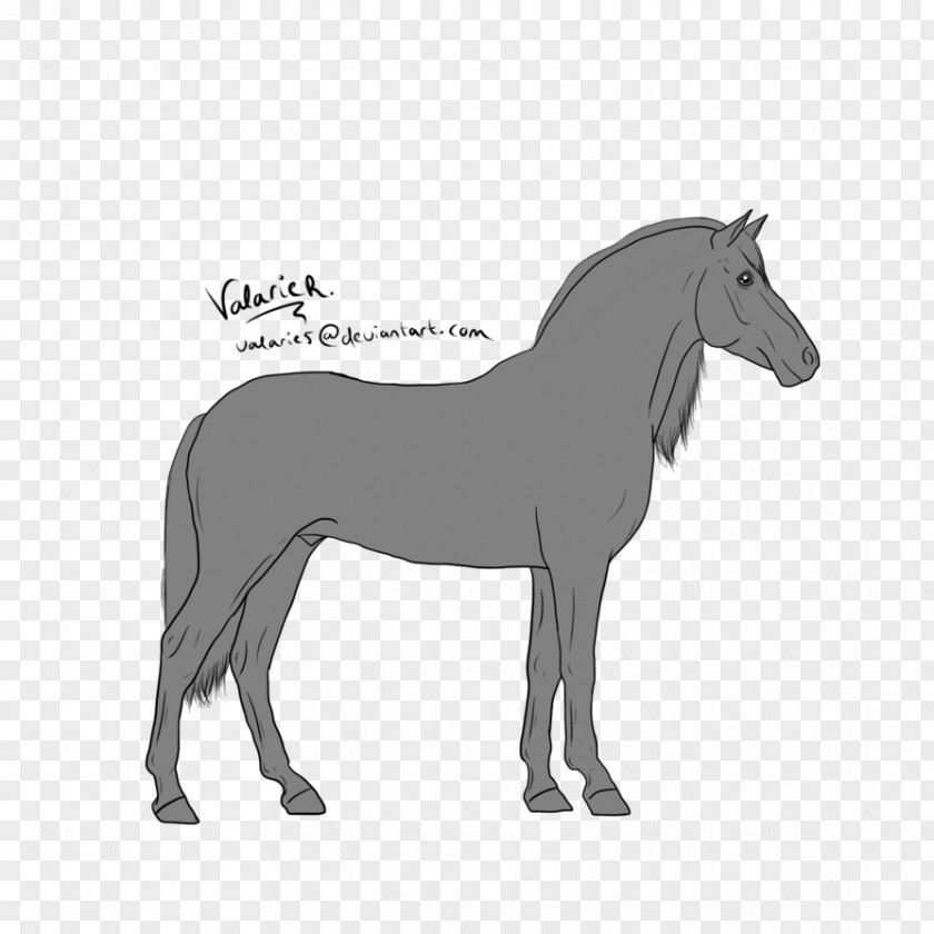 Mustang Mule Foal Stallion Mare Border Collie PNG