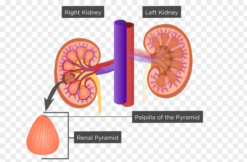 Renal Papilla Kidney Sinus Pyramids Anatomy Excretory System PNG
