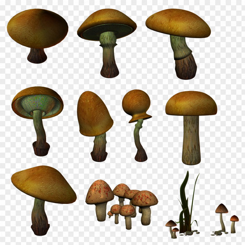 Agaricaceae Edible Mushroom Fungus Clip Art PNG