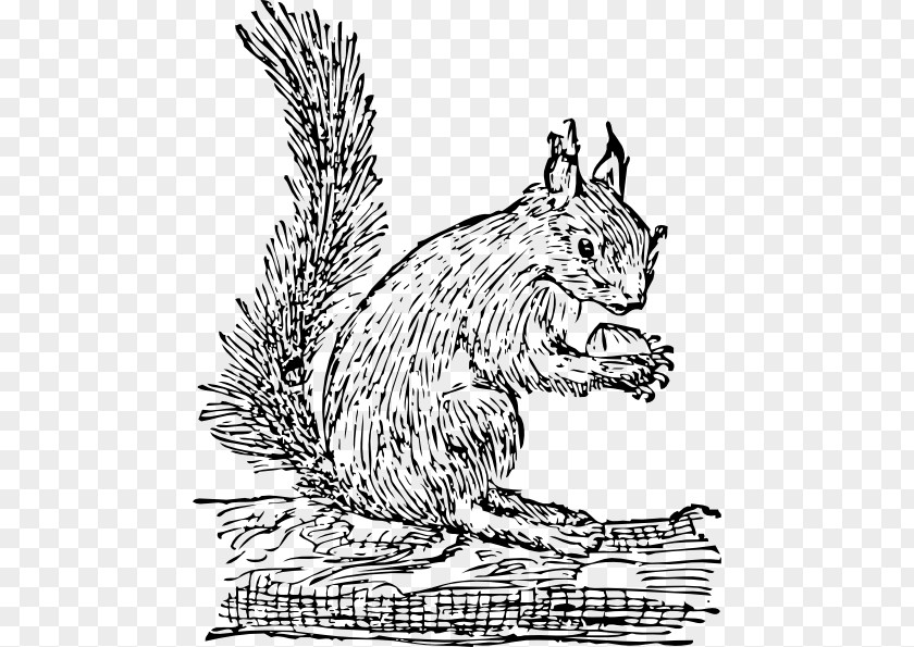 Black And White Squirrel Eastern Gray Prairie Dog Clip Art PNG
