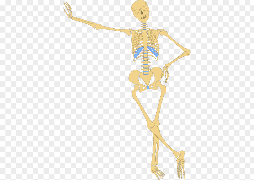 Cartoon Skeleton Human Skull Bone Clip Art PNG