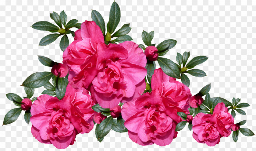 Flower Azalea Floral Design Image Rhododendron PNG