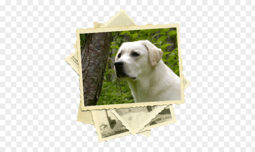 Labrador Dog Retriever Puppy Breed Sporting Group PNG