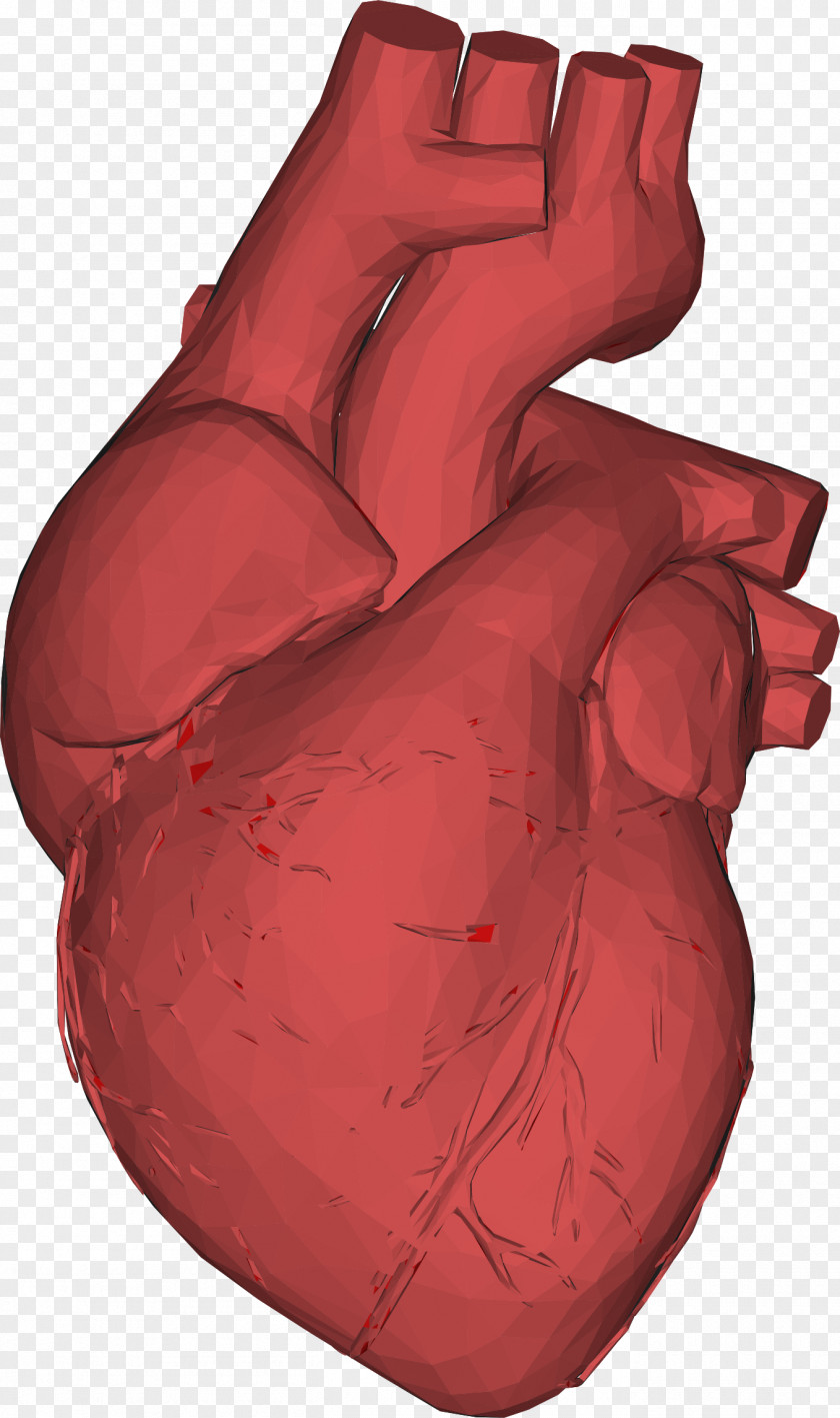 Low Poly Heart Anatomy PNG