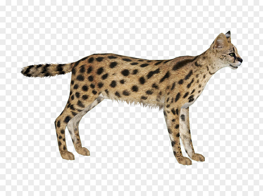 Lynx Savannah Cat Zoo Tycoon 2 Cheetah Leptailurus Serval Leopard PNG