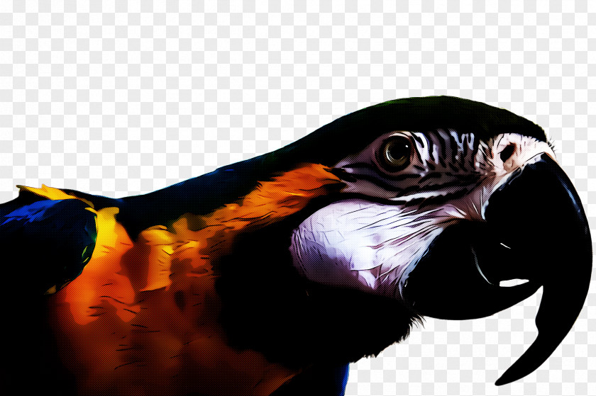 Bird Beak Parrot Macaw Falconiformes PNG