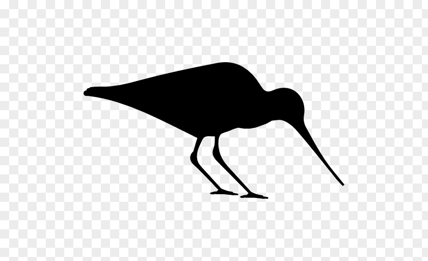 Bird Silhouette Haematopus Eurasian Oystercatcher Clip Art PNG