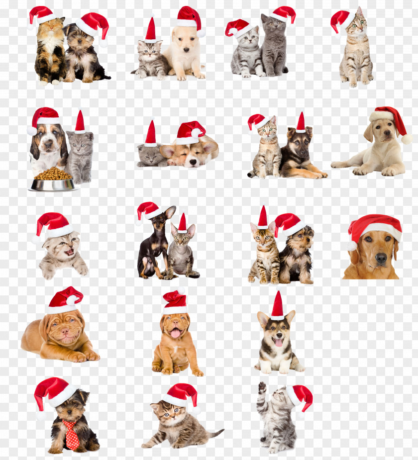 Christmas Hats Pet Dogs And Cats Dog Cat PNG