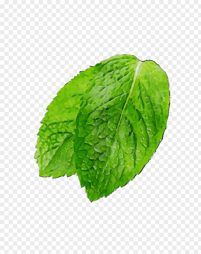 Leaf Romaine Lettuce Spring Greens Herbalism PNG