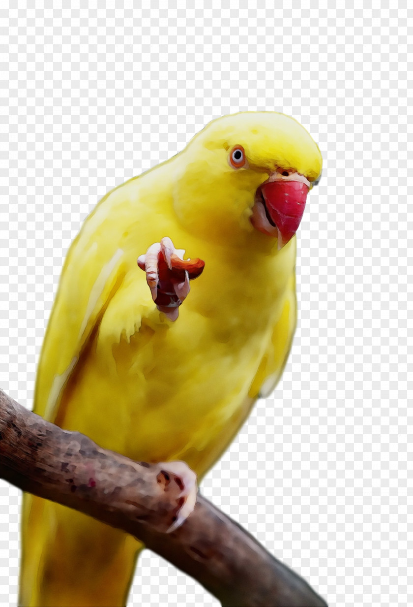 Lovebird PNG