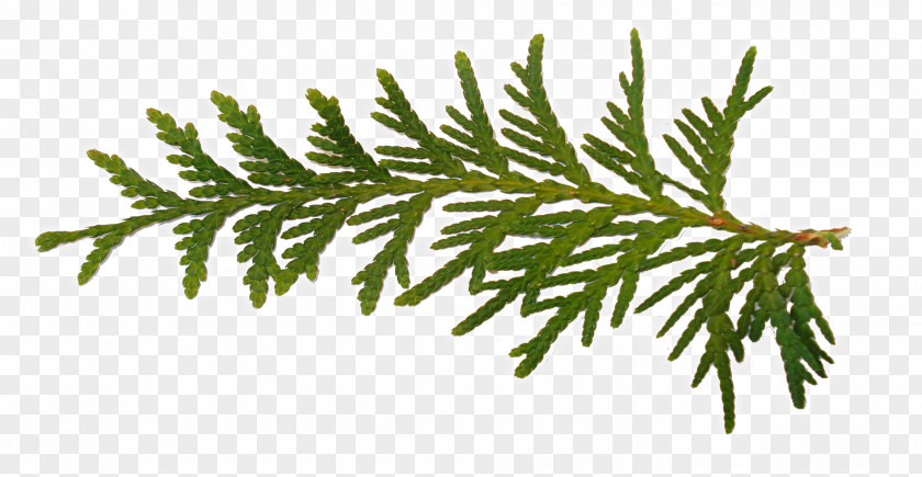 Norway Leaf Spruce Fir Christmas Day Pine PNG
