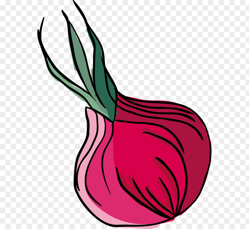 Onion Vector Material Clip Art PNG