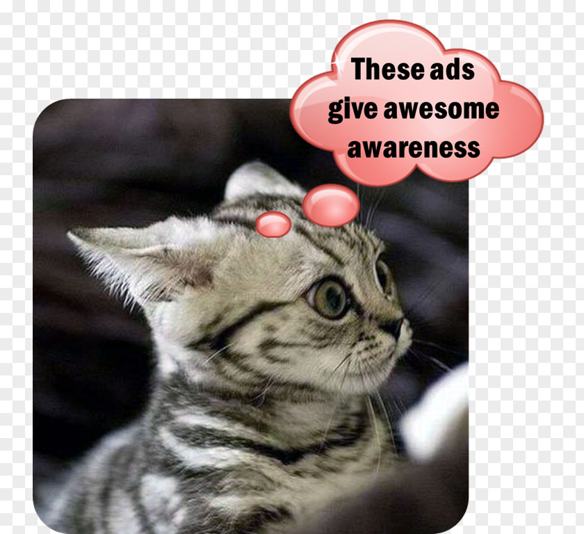 Kitten Lolcat Cats And The Internet Funny Animal PNG
