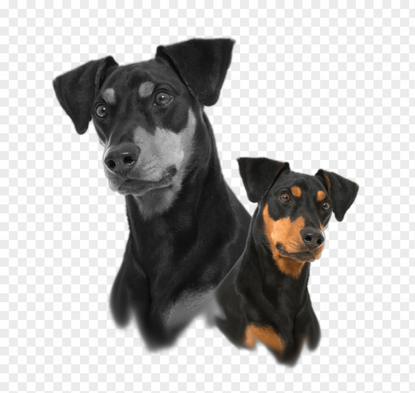 Labrador Retriever Coat Colour Genetics German Pinscher Miniature Manchester Terrier English Toy Companion Dog PNG