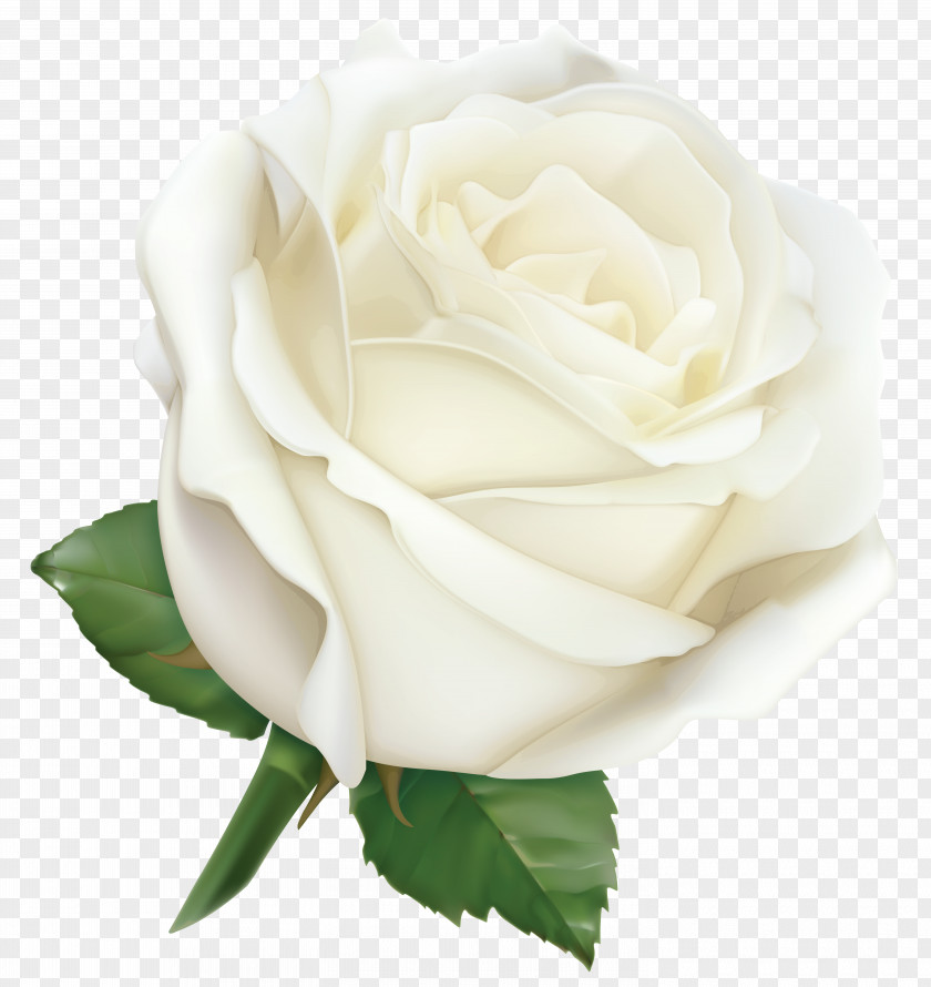 Large White Rose Clipart Image Pink Clip Art PNG