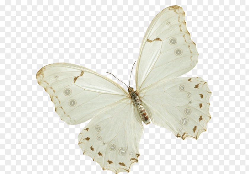 Papillon Butterfly Insect Clip Art PNG