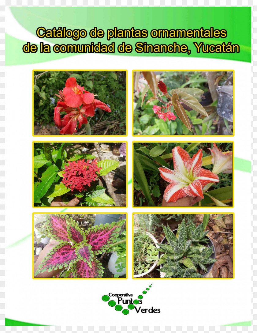Plants Ornamental Plant Sinanché Nombre Científico Houseplant PNG