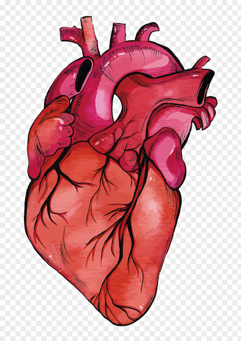 Vector Heart Euclidean PNG