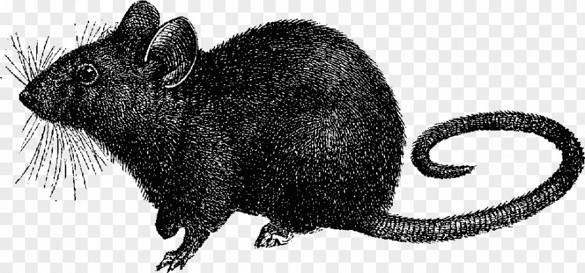 Black Death Cliparts Rat Mouse Laboratory Clip Art PNG