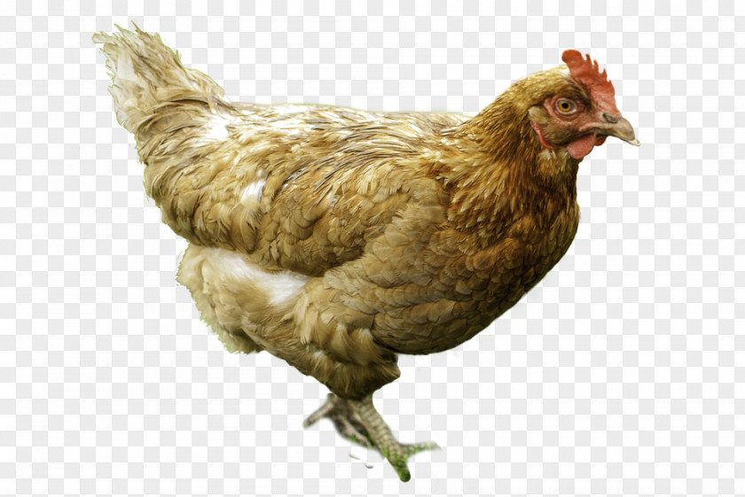 Chicken Hen Egg Poultry Fowl PNG