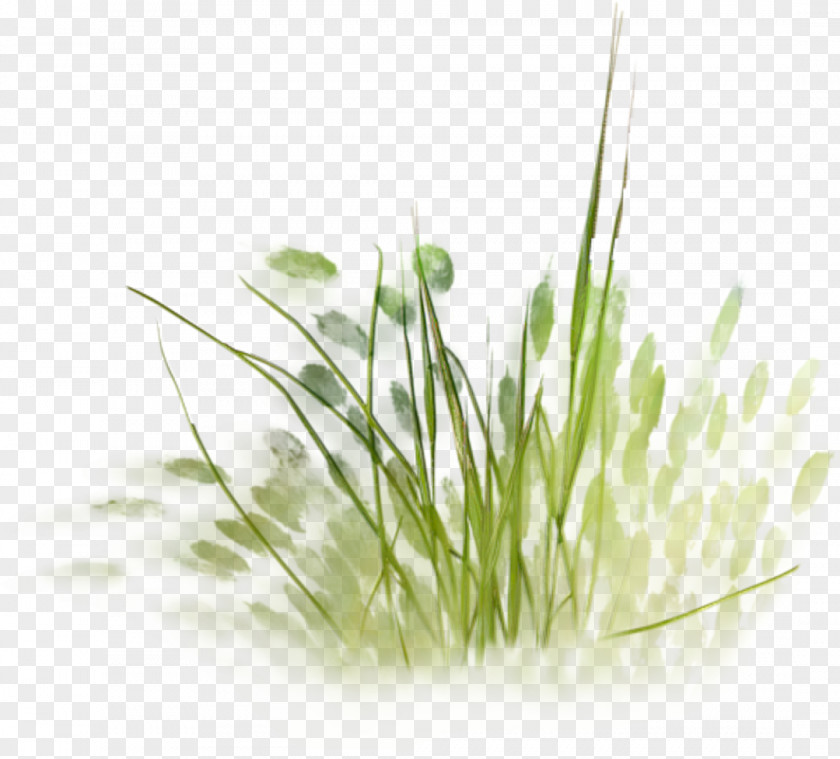 Grass Painting Architecture Drawing PNG
