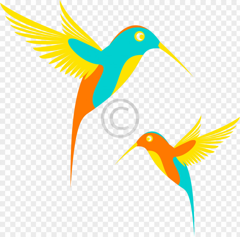 Parrot Hummingbird Clip Art PNG