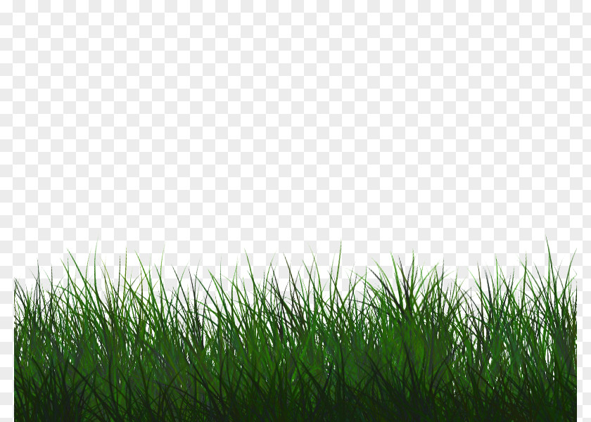 Pasture Flooring Green Grass Background PNG