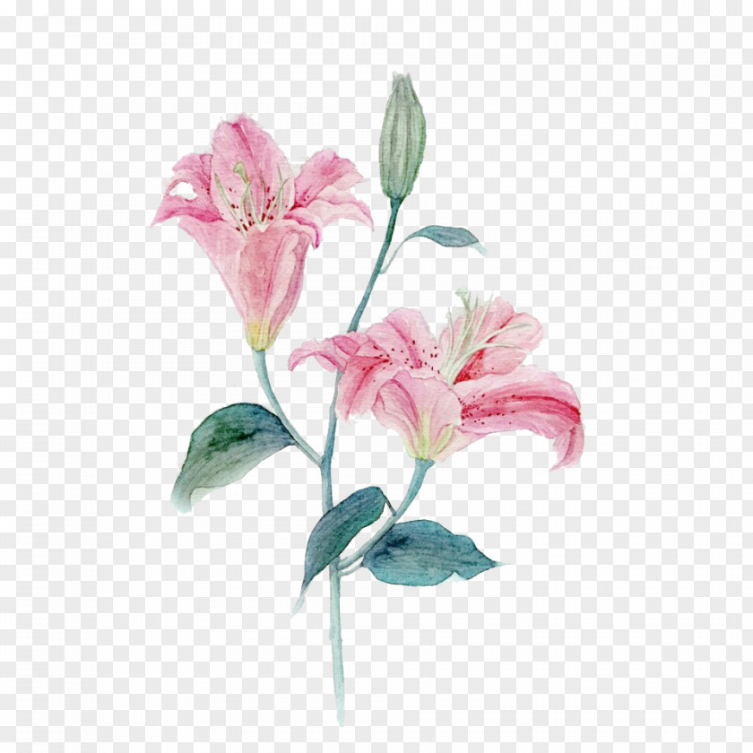 Creative Hand-painted Pink Lily Lilium Rose PNG