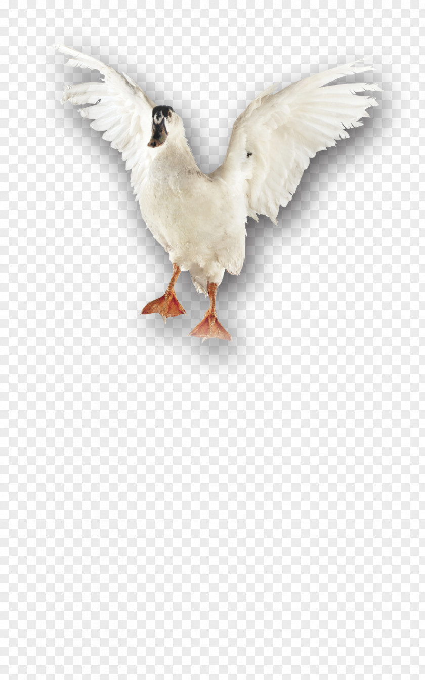 Goose Beak Cygnini Duck Bird PNG