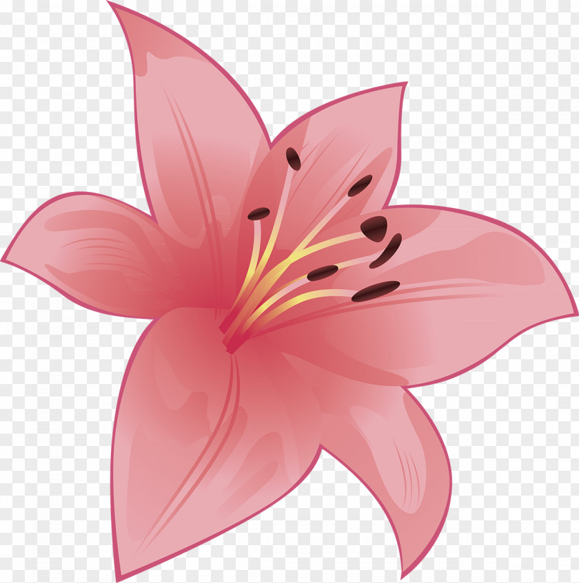 Lily Cut Flowers Flowering Plant Petal PNG