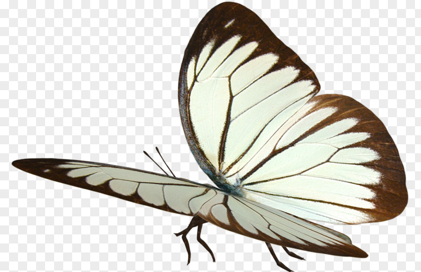 Papillon Butterfly Dog Insect Moth Fairy PNG