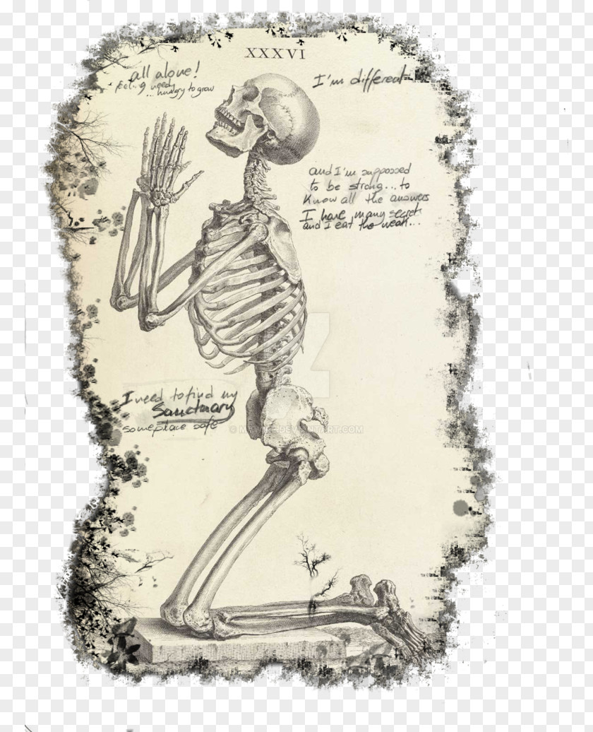 Skeleton Praying Hands Prayer Human The Anatomy Of Body PNG