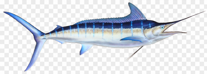 Strip Marlin Fishing Black Atlantic Blue PNG