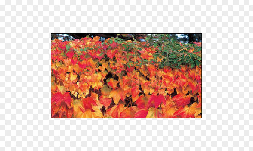 Tulip Il Grande Libro Del Giardinaggio Boston Ivy Autumn Petal PNG