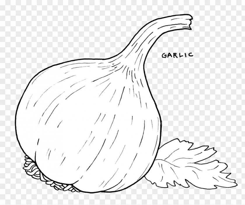 Vector Garlic Line Art Bread Drawing Food PNG