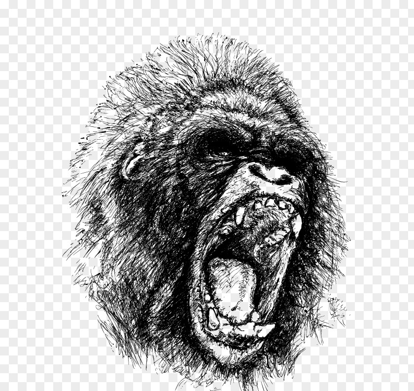 Vector Orangutan Western Gorilla Ape Drawing PNG