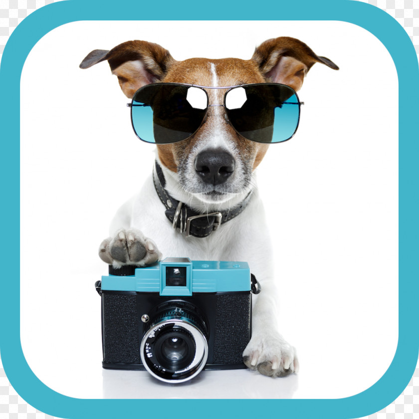 Dogs Jack Russell Terrier Pet Sitting Puppy Stock Photography PNG