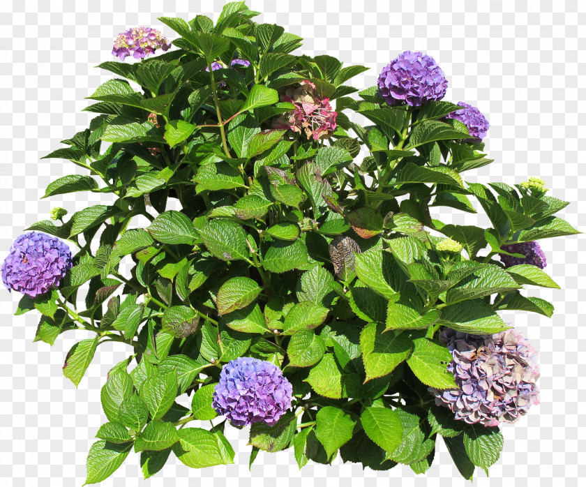 Hydrangea Bush Shrub Groundcover Lawn Annual Plant PNG