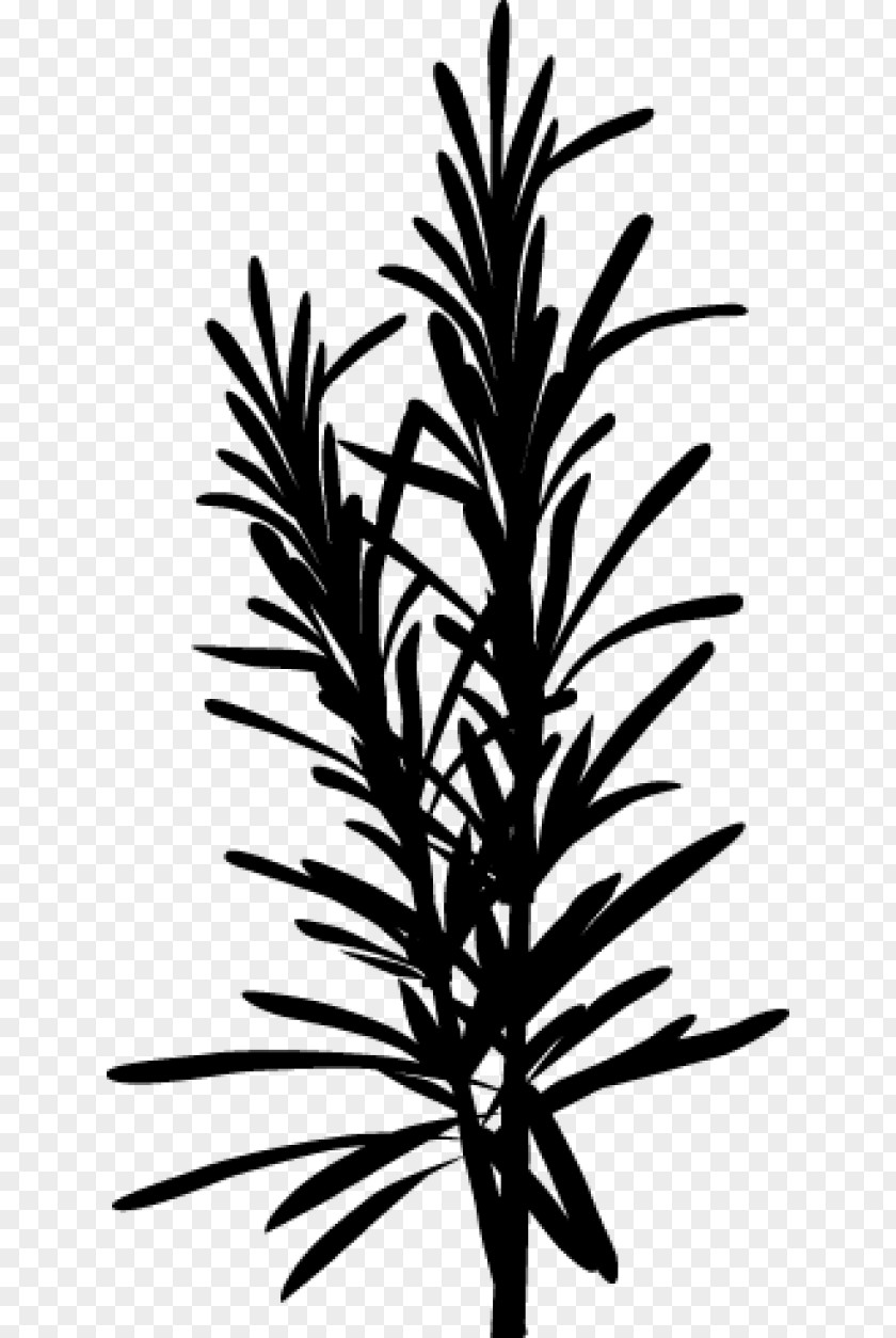 Palm Trees Plant Stem Twig Leaf Flower PNG