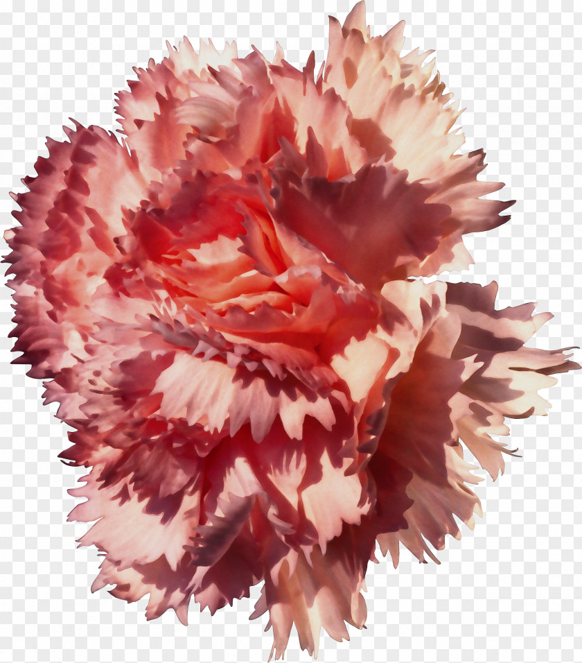 Petal Pink Family Flower Carnation Plant Cut Flowers PNG