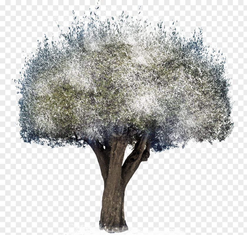 Tree Computer Software Desktop Wallpaper PNG