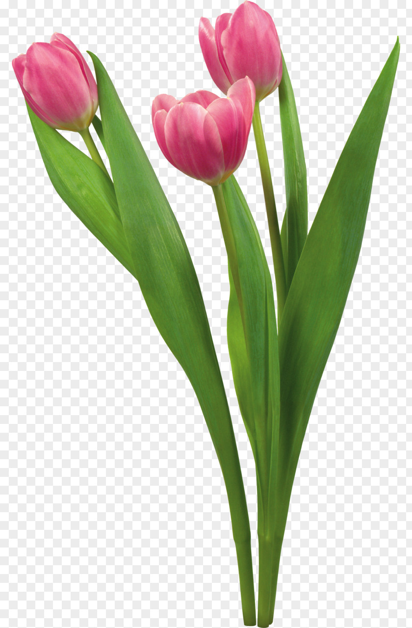 Tulip Flower Desktop Wallpaper Blume PNG
